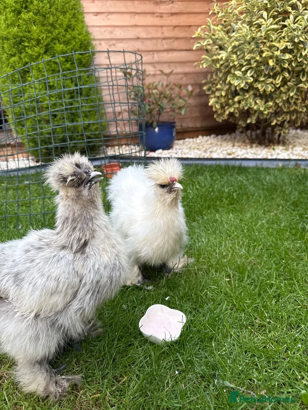 Chickens poultry for sale: cockerel in Wigan - Advert 5