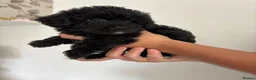 Yorkiepoo dogs for sale: Gorgeous YORKIEPOO puppys - Advert 4
