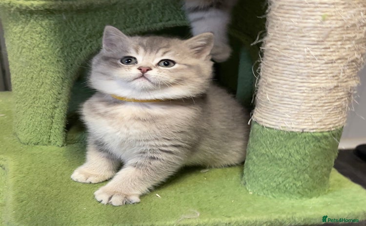 British Shorthair cats - Advert 2