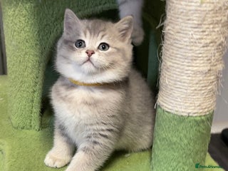 British Shorthair cats - Advert 2