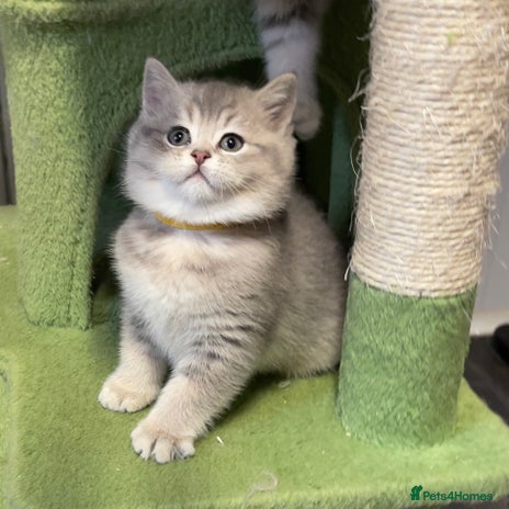 British Shorthair cats - Advert 1