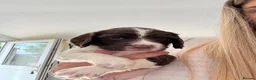 English Springer Spaniel dogs for sale: Beautiful English springer Spaniels  - Advert 17