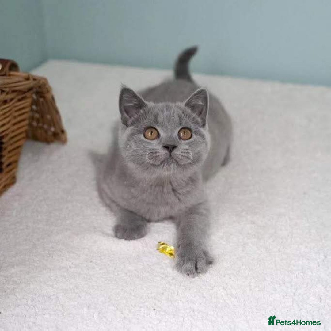 British Shorthair cats for sale: British Shorthair Kittens for sale - Advert 7