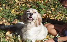 English Setter dogs for adoption: Boss  - Image 14
