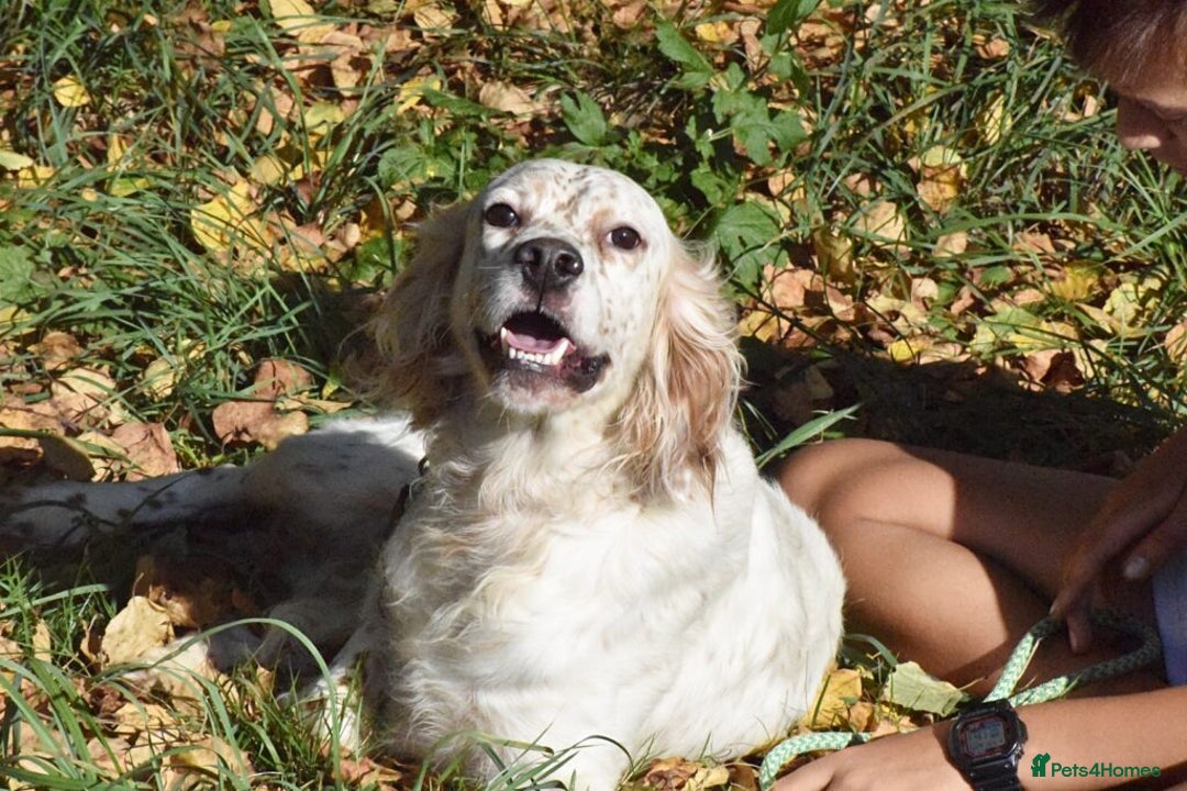 English Setter dogs for adoption: Boss  - Image 14