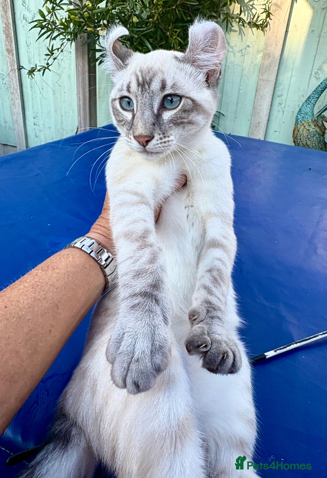 Bengal cats for sale: Stunning rare female  - Image 10