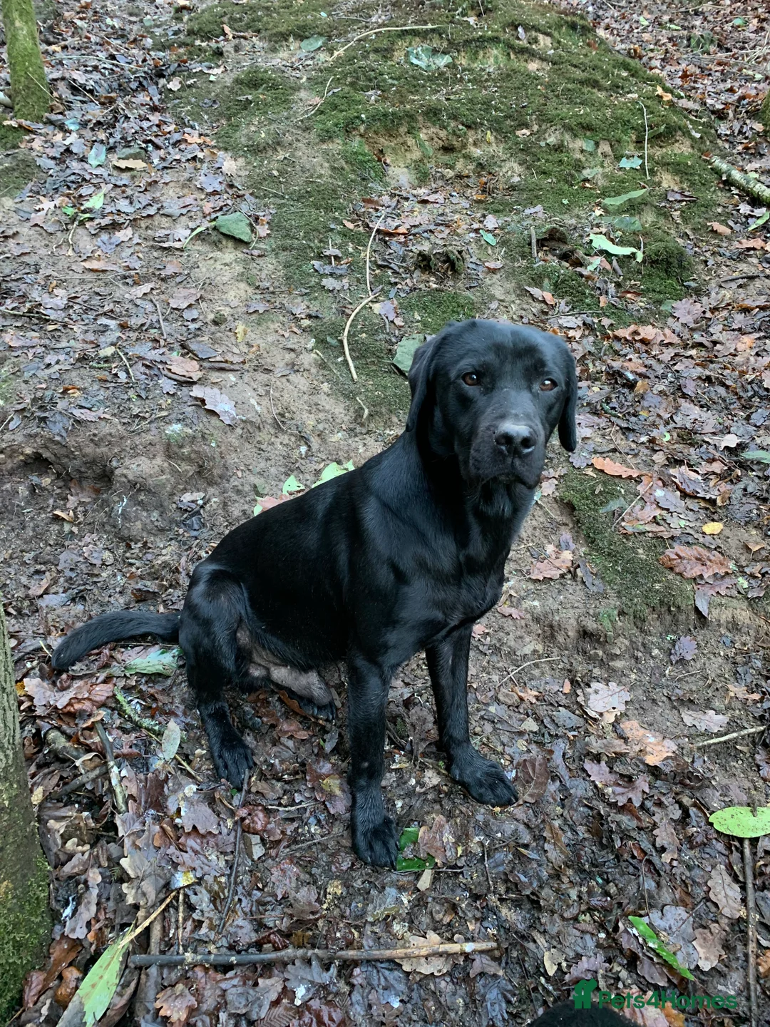 Labrador Retriever dogs for sale: KC Labrador Puppies  - Advert 2