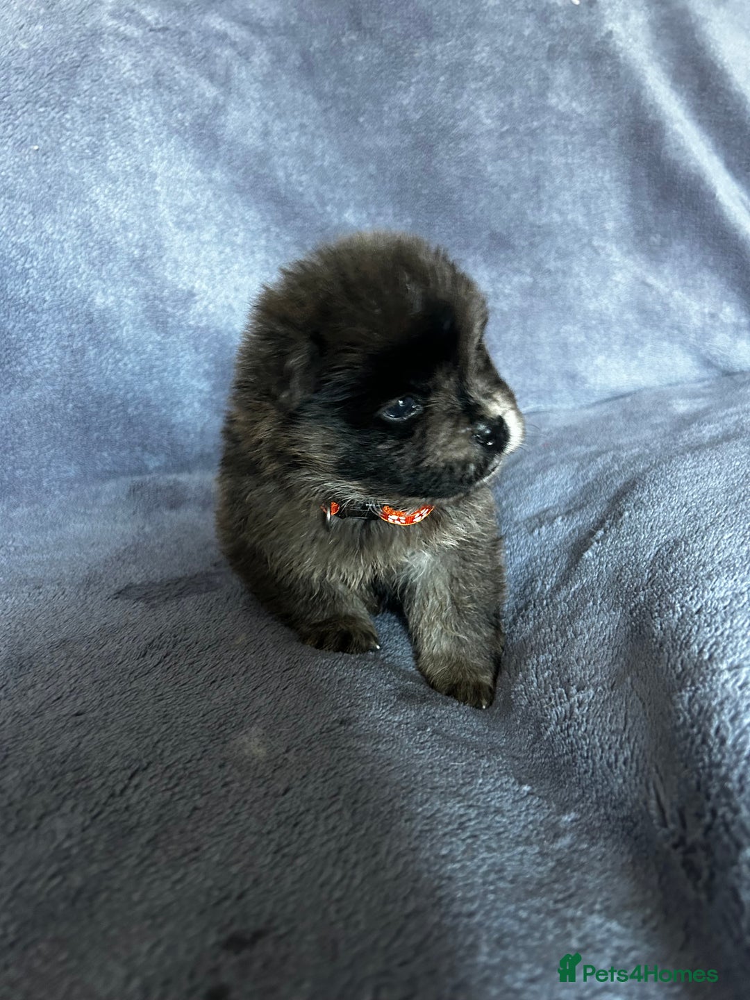 Chow Chow dogs for sale: Stunning chow chow puppies  - Advert 7