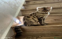 Bengal cats for sale: 💎Cashmere Bengal kittens (Bengal- Longhair) 💎 - Image 23