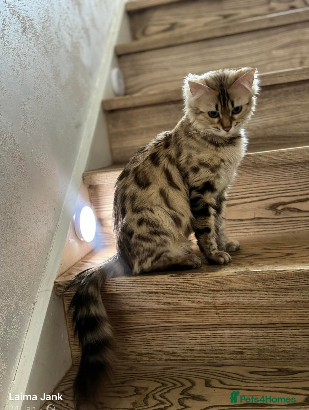 Bengal cats for sale: 💎Cashmere Bengal kittens (Bengal- Longhair) 💎 - Image 23