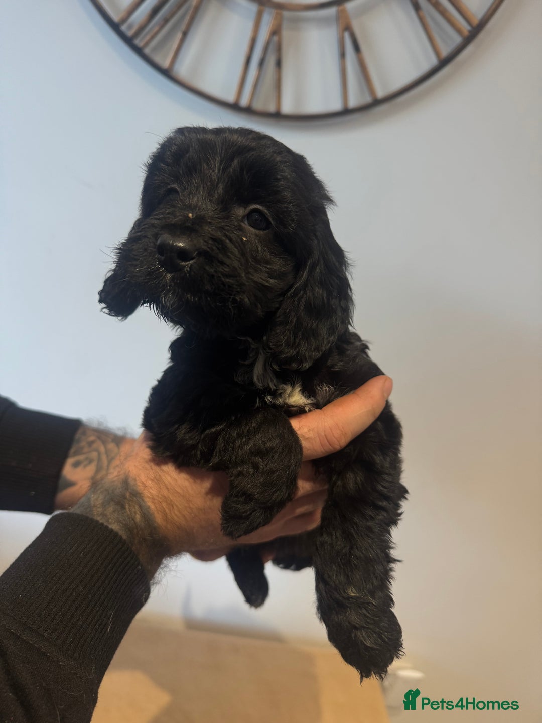 Cockapoo dogs for sale: Gorgeous F1 cockapoos 2 x red&white 4 x black  - Advert 8