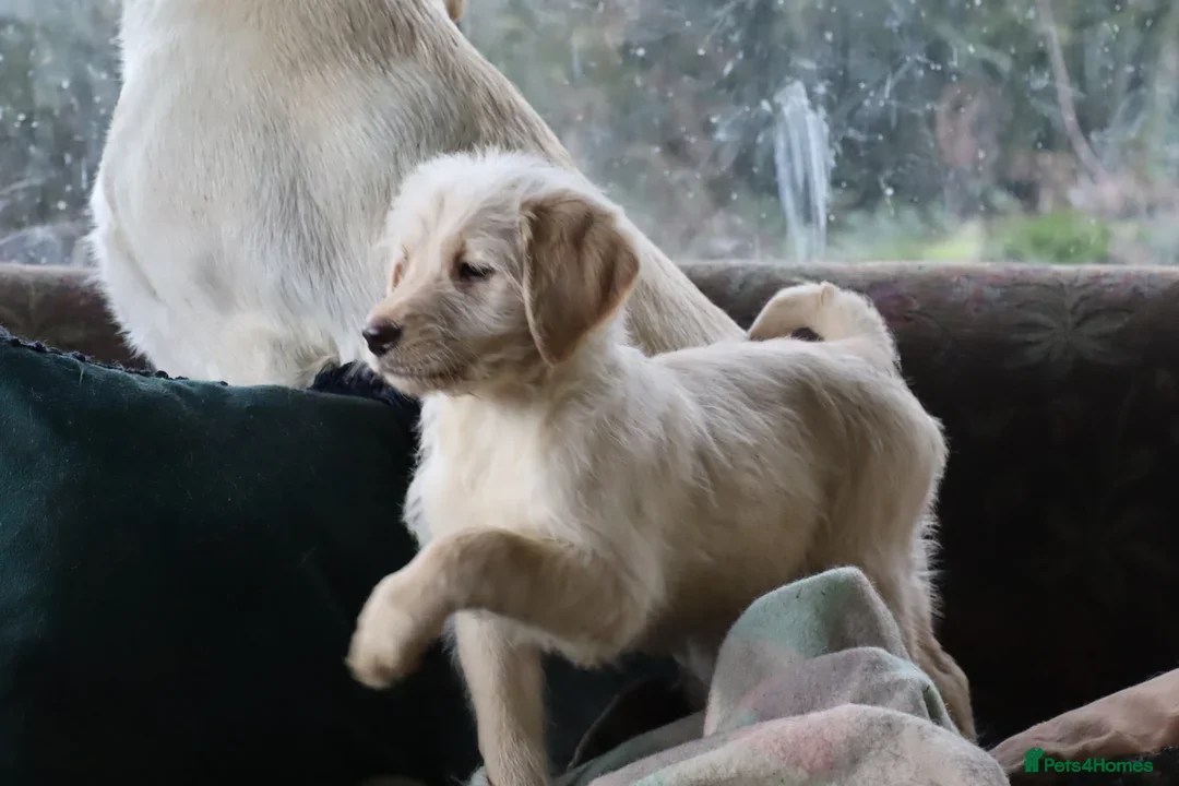 Labradoodle dogs for sale: F3 Labradoodle Puppies Licenced Breeder - Image 26