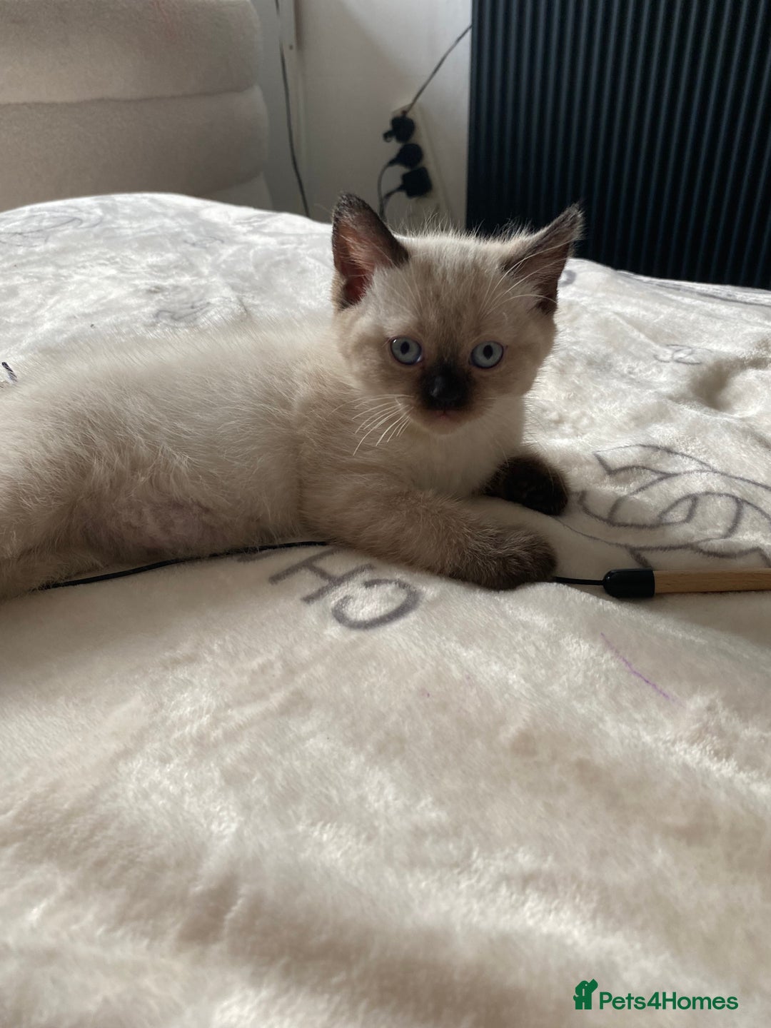 British Shorthair cats for sale: British short hair girly is ready open to offers - Image 2