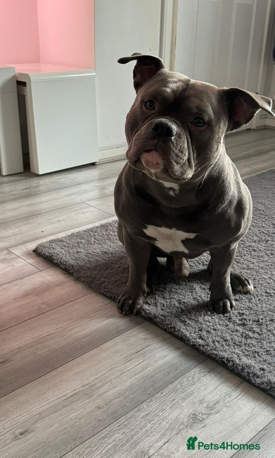 American Bully dogs Make American blue bully - Advert 1