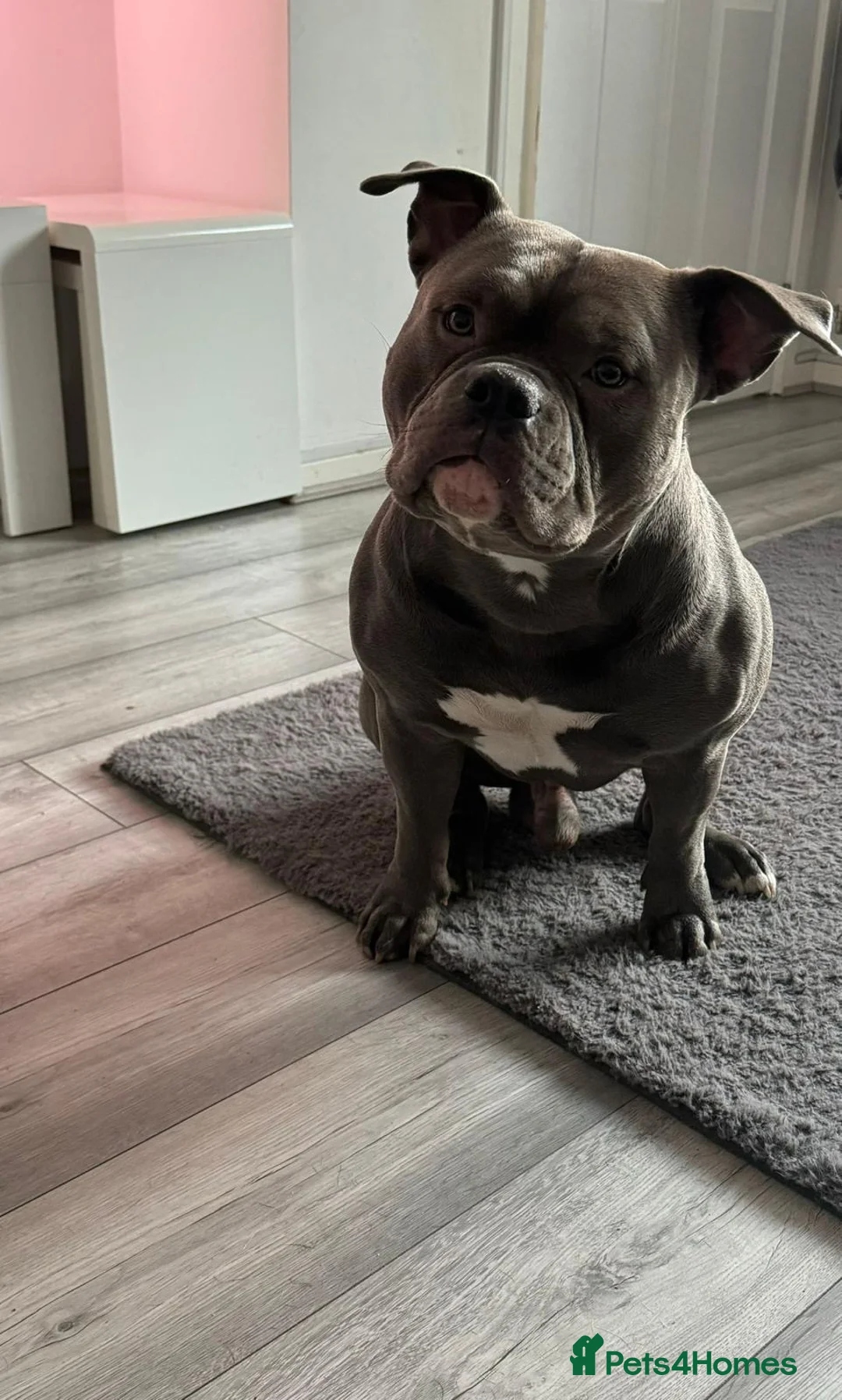 American Bully dogs for sale: Make American blue bully - Advert 1