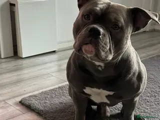 American Bully dogs Make American blue bully - Advert 4