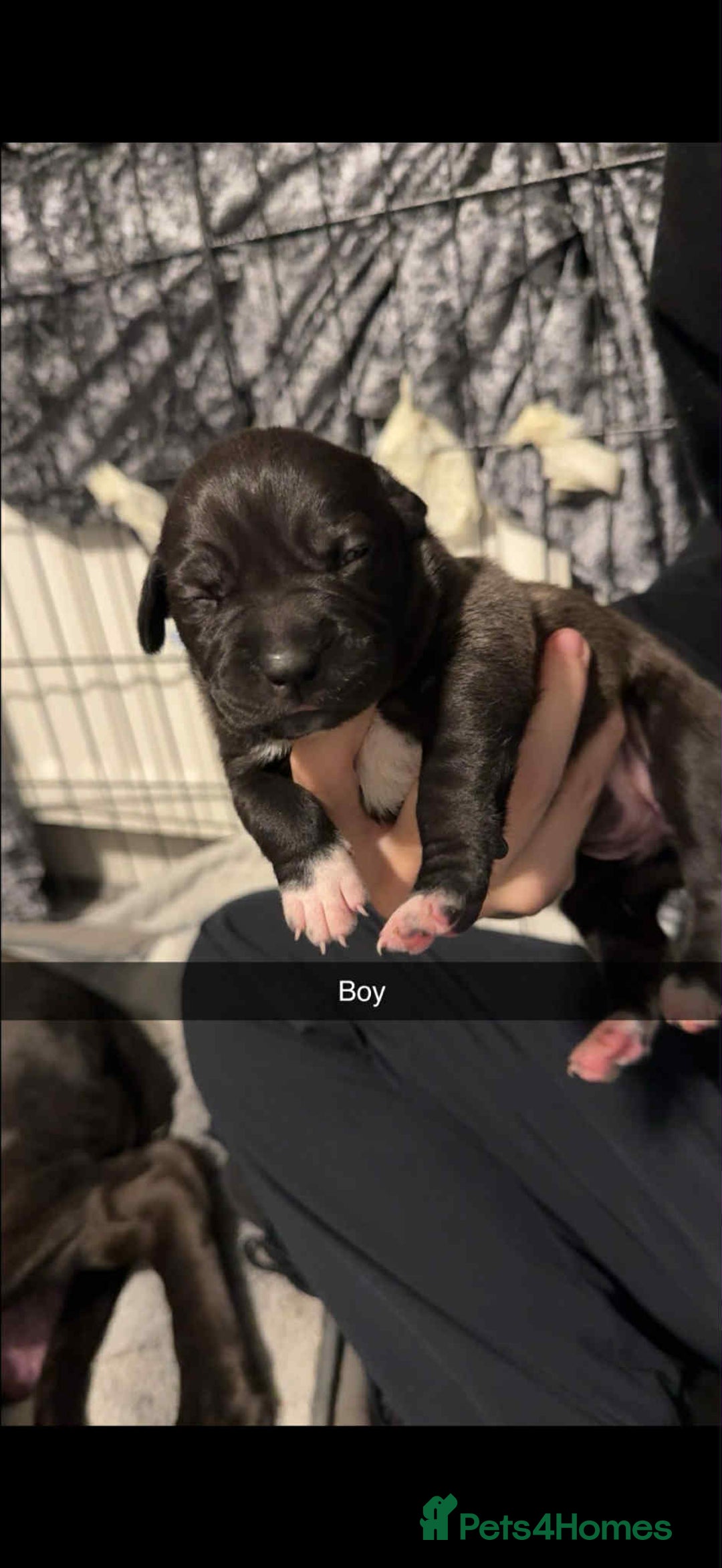 Mixed Breed dogs for sale: Beautiful cane corse/staff puppies - Image 6
