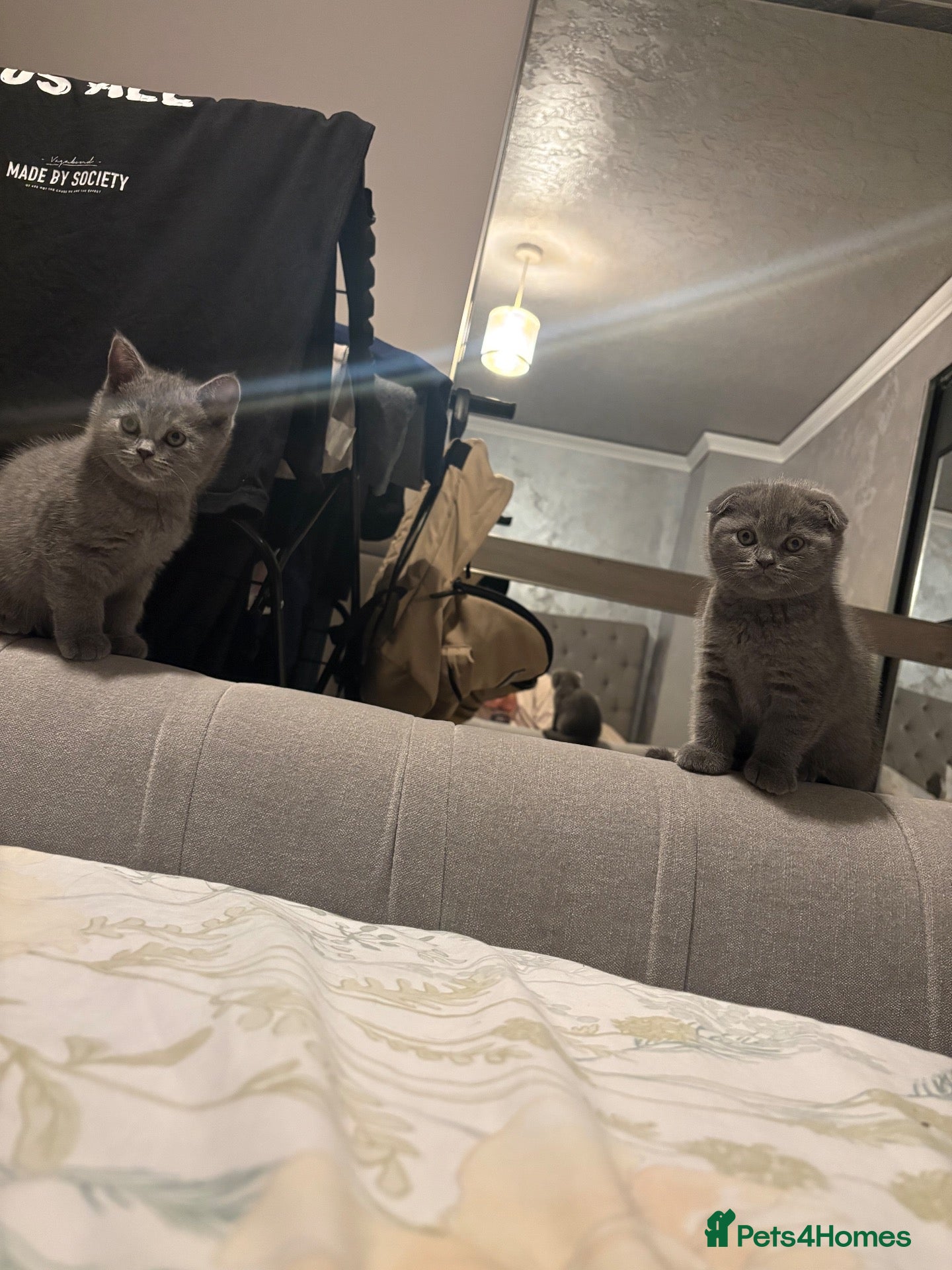 Scottish Fold cats for sale: Lats 4 Beautifully Scottish Fold/Straight kittens - Advert 2