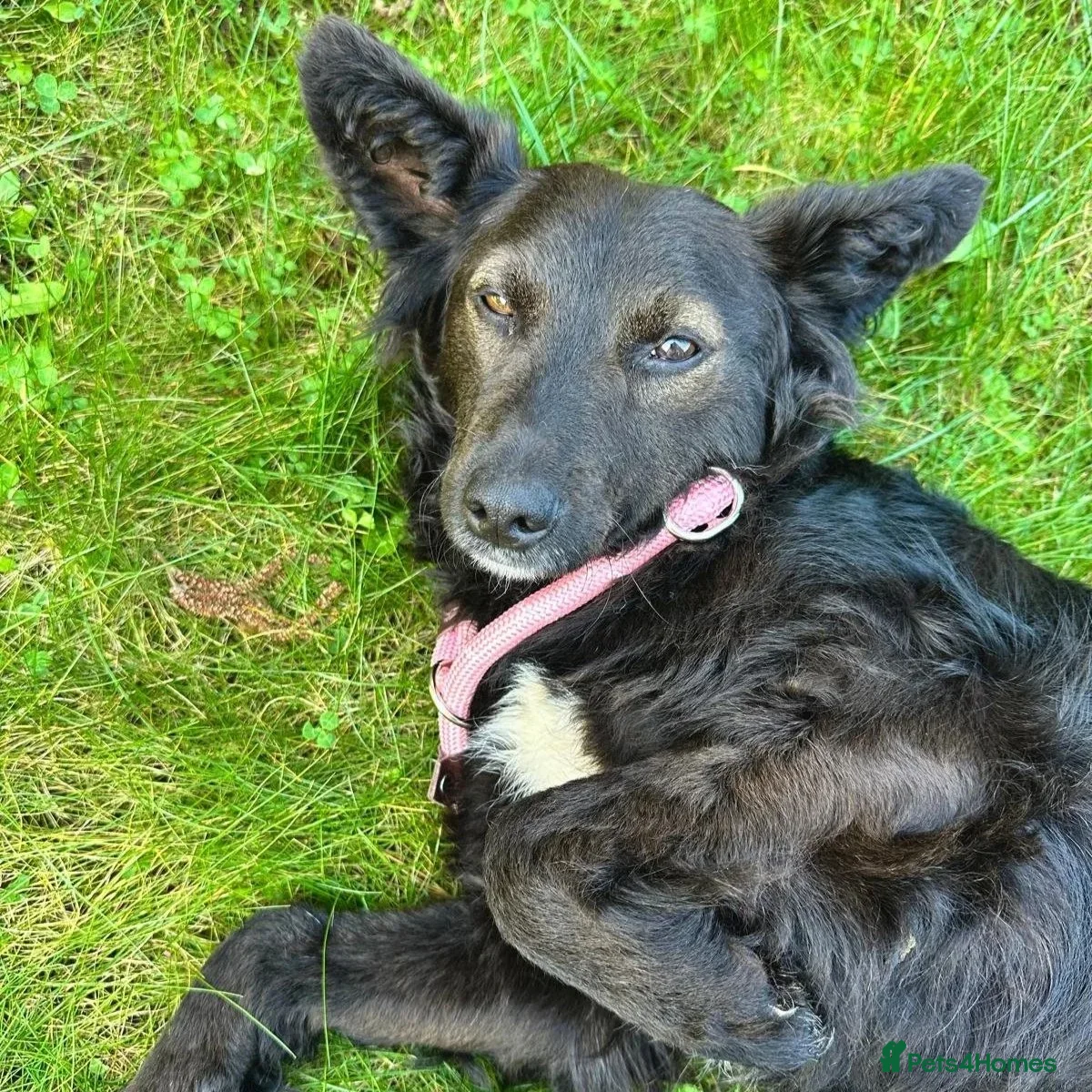 Mixed Breed dogs Mia (Bosnian rescue) - Advert 1