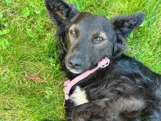 Mixed Breed dogs Mia (Bosnian rescue) - Advert 1