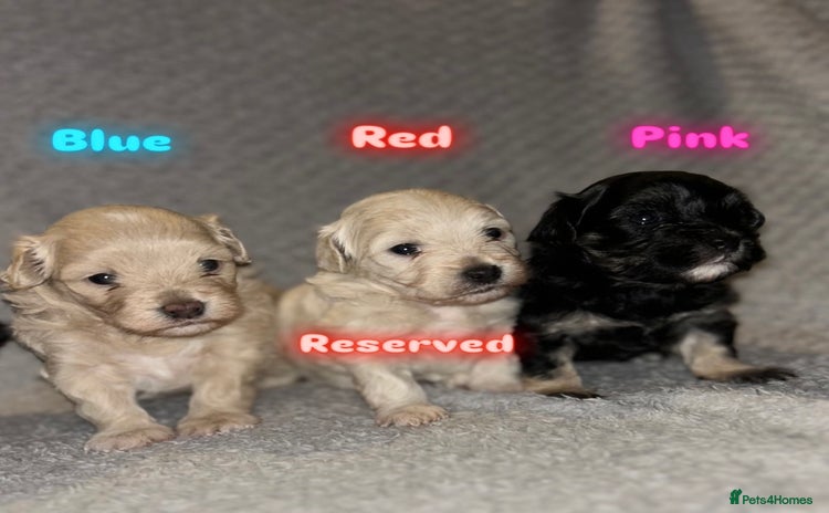 Maltipoo dogs - Advert 6