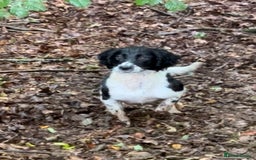 English Springer Spaniel dogs for sale: Springer Spaniels - Image 34