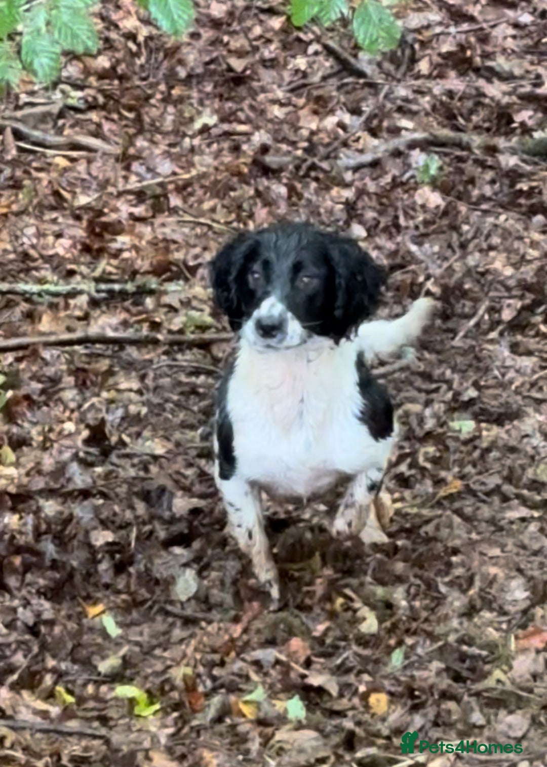 English Springer Spaniel dogs for sale: Springer Spaniels - Image 34