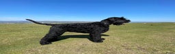 Giant Schnauzer dogs for stud: Stud dog - Giant Shnauzer  - Advert 6