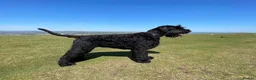 Giant Schnauzer dogs for stud: Stud dog - Giant Shnauzer  - Advert 6