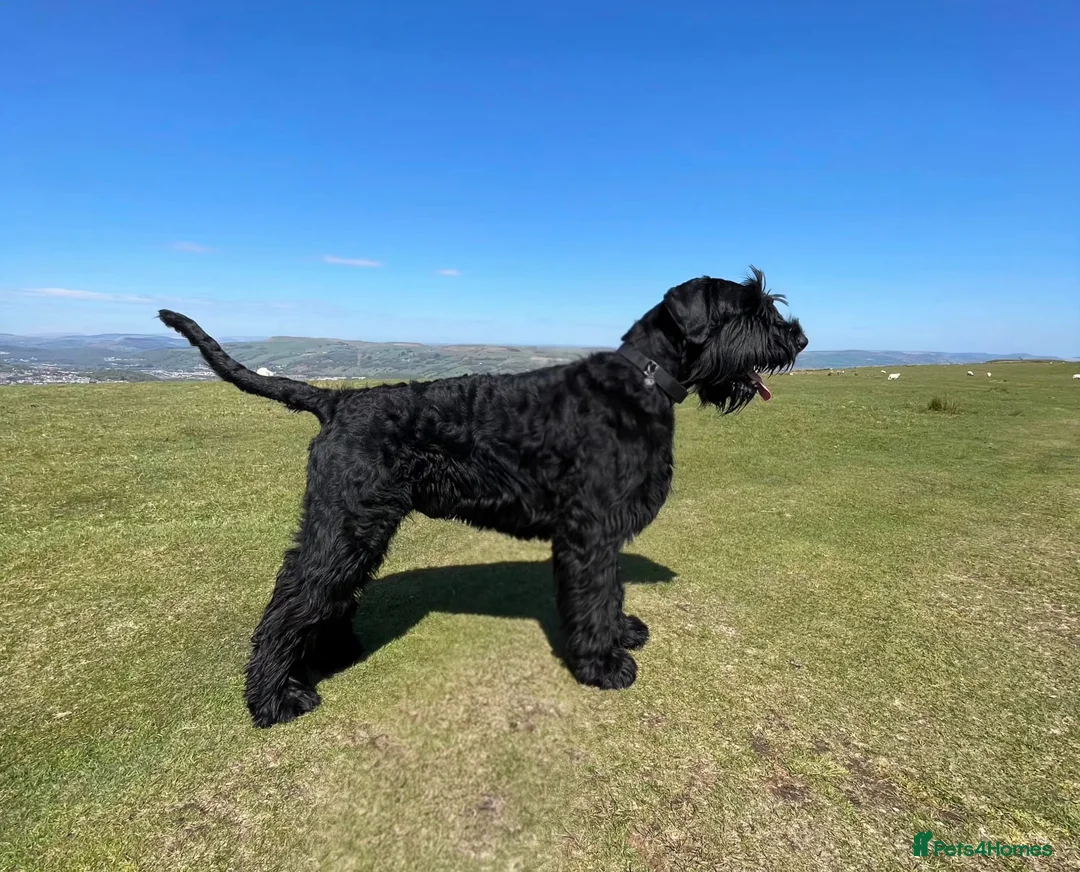 Giant Schnauzer dogs for stud: Stud dog - Giant Shnauzer  - Advert 6