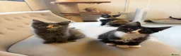 Maine Coon cats for sale: Maine coon kittens - Advert 11