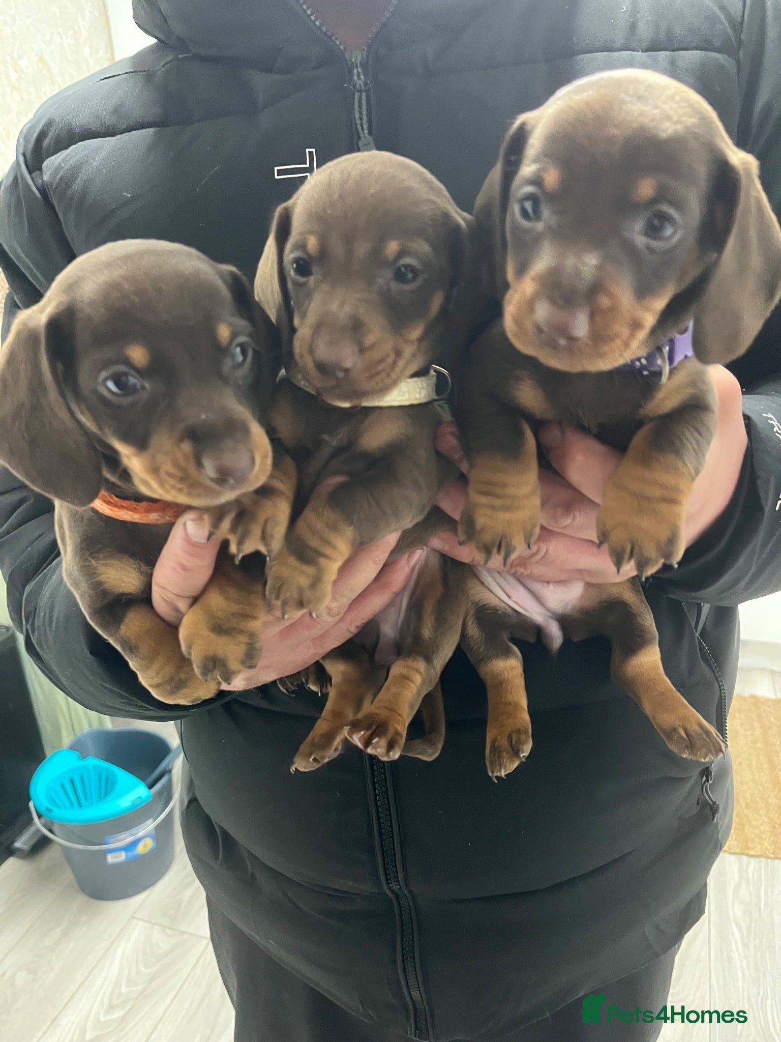 Miniature Dachshund dogs !! Reduced !! Miniture dachshund !! Reduced !! - Advert 4