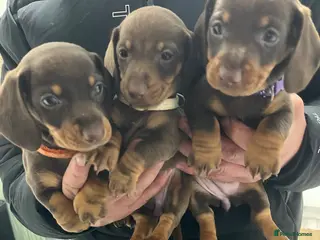 Miniature Dachshund dogs !! Reduced !! Miniture dachshund !! Reduced !! - Advert 4