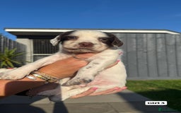 English Springer Spaniel dogs for sale: ✨ Working English Springer Spaniel Puppies ✨ - Image 11