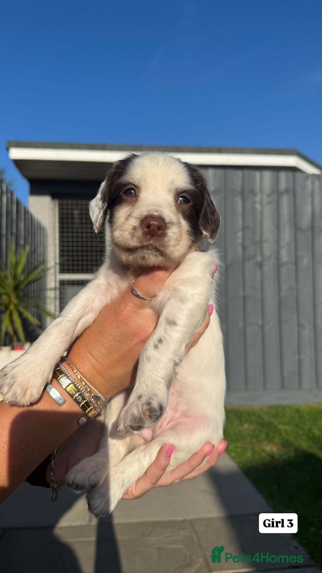 English Springer Spaniel dogs for sale: ✨ Working English Springer Spaniel Puppies ✨ - Image 11