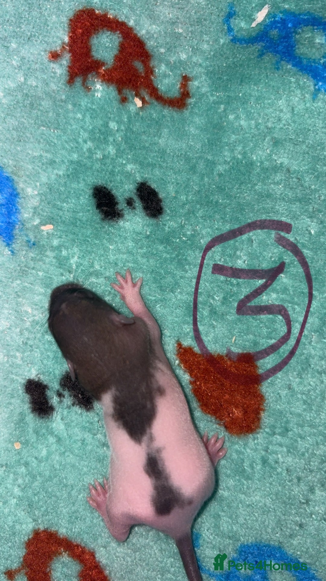 Rat rodents for sale: Babies rats (waiting list) in Honiton - Image 10