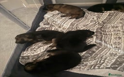 German Shepherd dogs for sale: KC Registered German Shepherd Puppies - Image 10