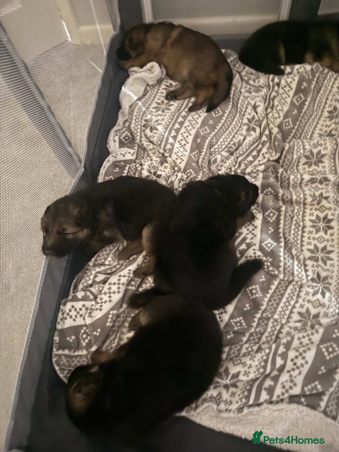 German Shepherd dogs for sale: KC Registered German Shepherd Puppies - Image 10