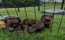Cocker Spaniel dogs for sale: Cocker Spaniel Purebred Puppies Bitches available - Image 26