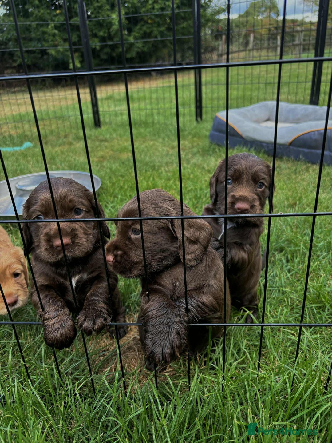 Cocker Spaniel dogs for sale: Cocker Spaniel Purebred Puppies Bitches available - Image 26