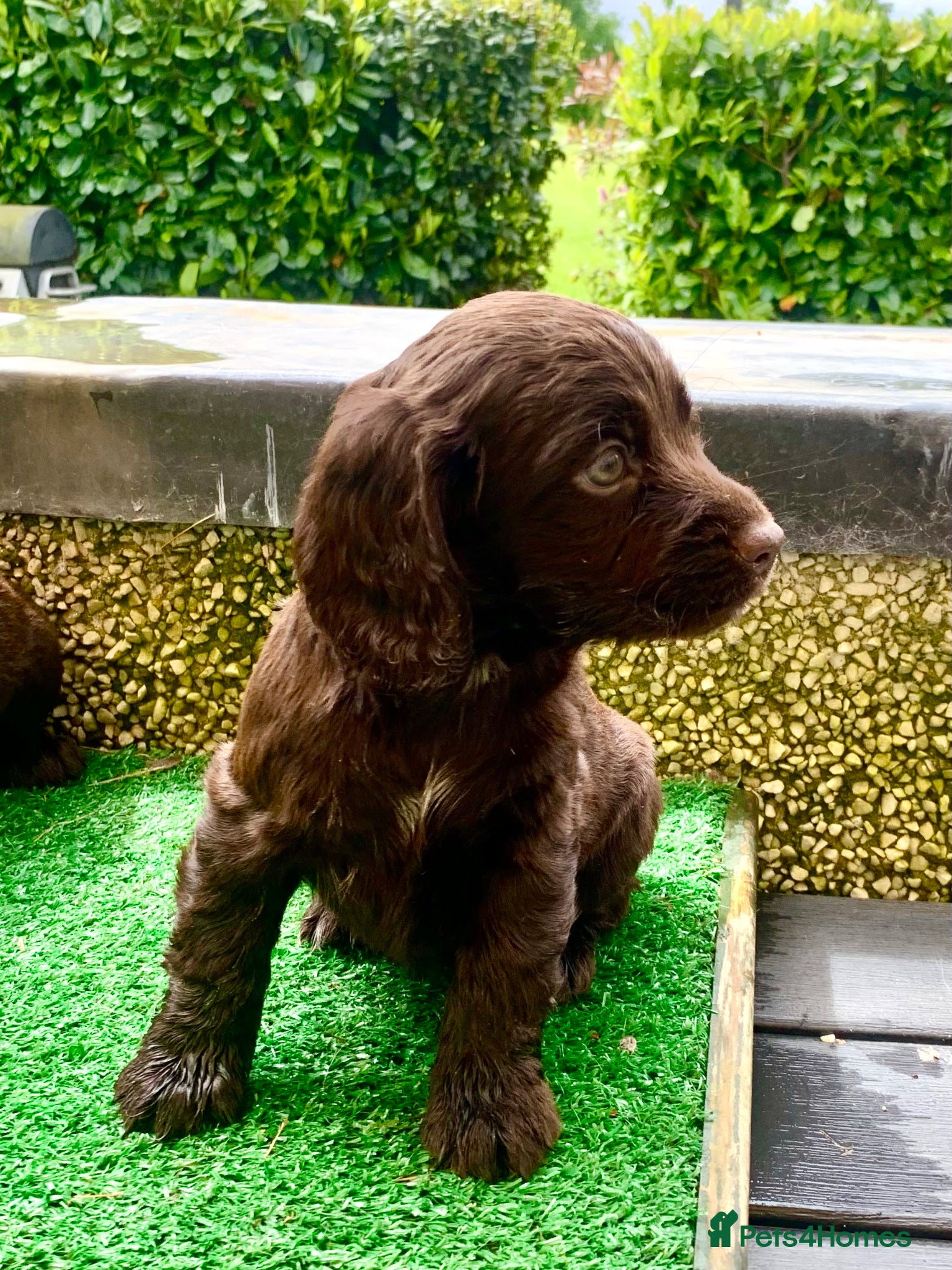 Cocker Spaniel dogs Sired from British Champion - Advert 1