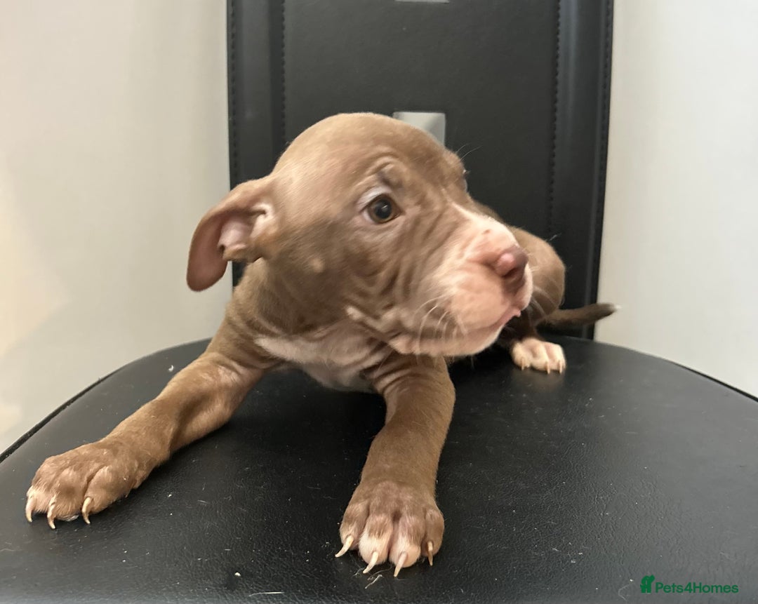 Mixed Breed dogs for sale: Mastiff x Shar pei puppies  - Image 8