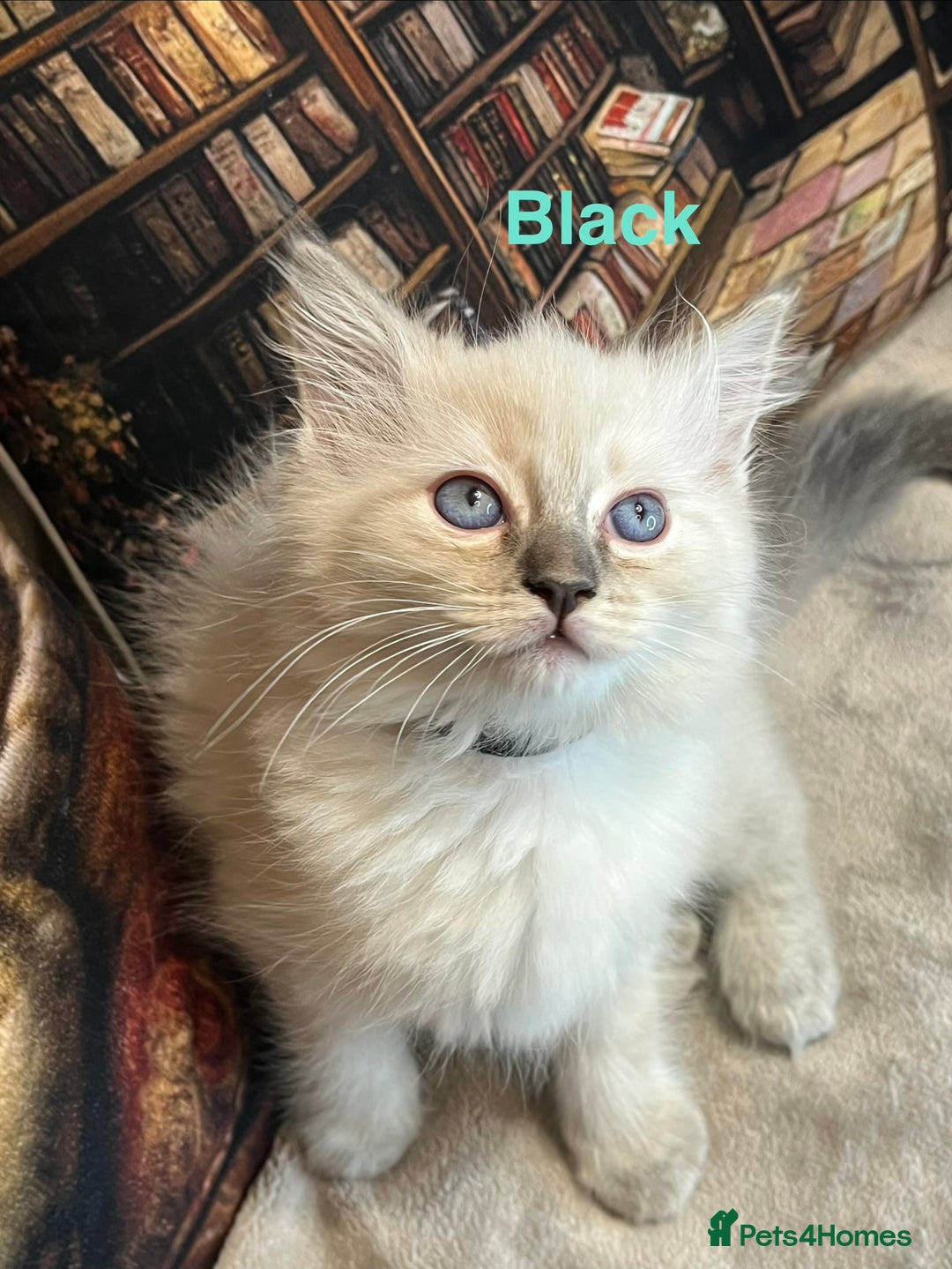 Ragdoll cats for sale: ❤️Amazing Pure Ragdoll Girls Waiting Loving Family - Advert 21