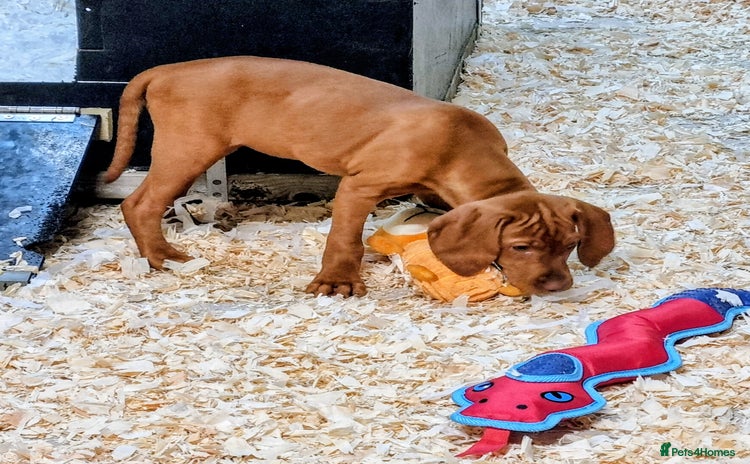 Hungarian Vizsla dogs - Advert 4