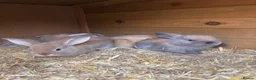 Mini Lop rabbits for sale: Beautiful Mini Lop Baby Rabbits🐇❤️ in Coalville - Advert 40