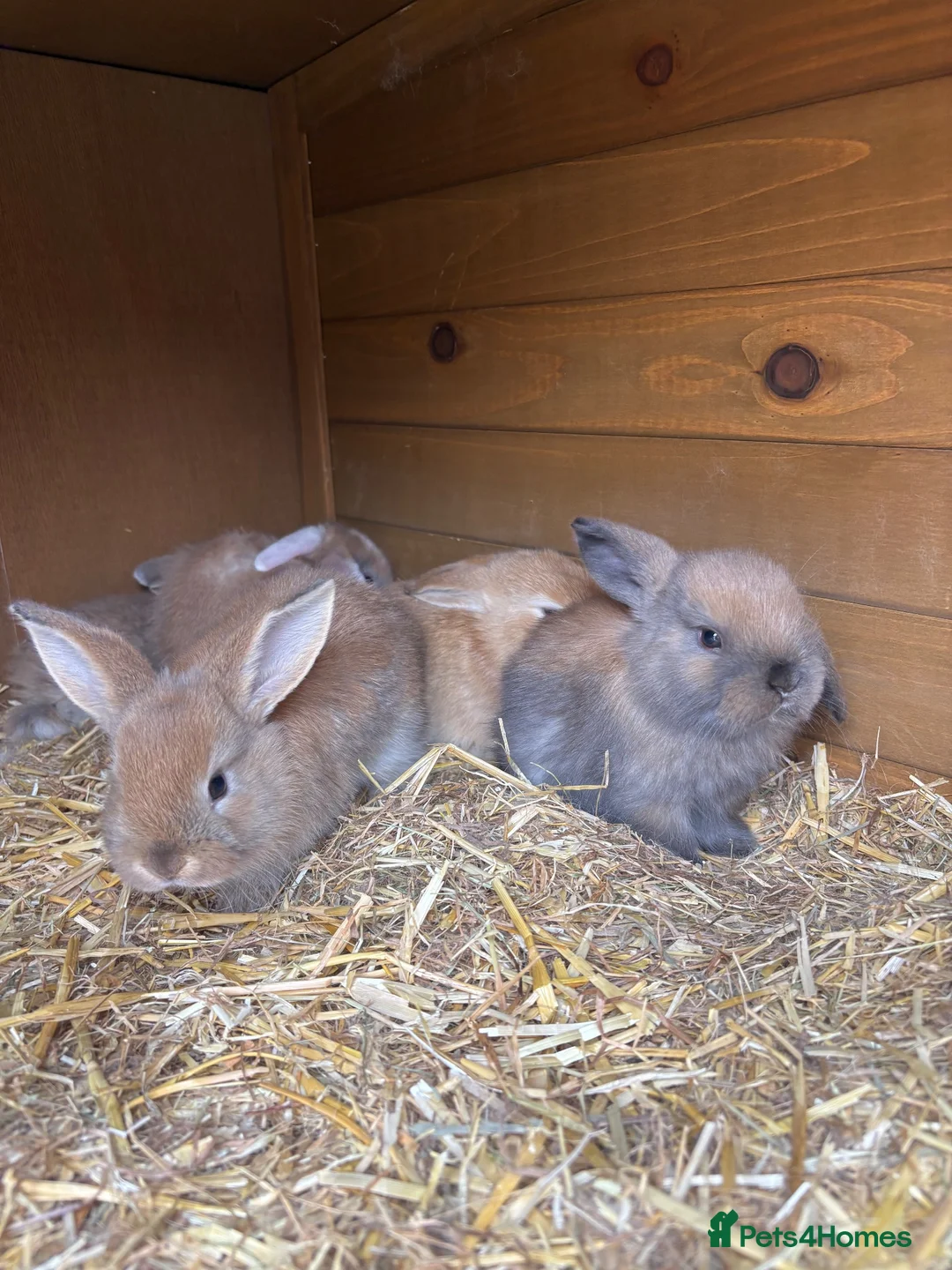 Mini Lop rabbits for sale: Beautiful Mini Lop Baby Rabbits🐇❤️ in Coalville - Advert 40