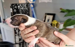English Bull Terrier dogs for sale: English bull terrier puppies KC registered  - Image 8