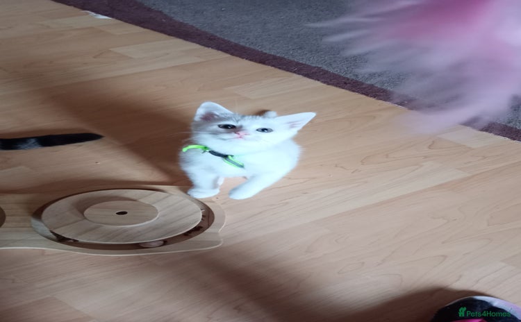 Ragdoll cats - Advert 1