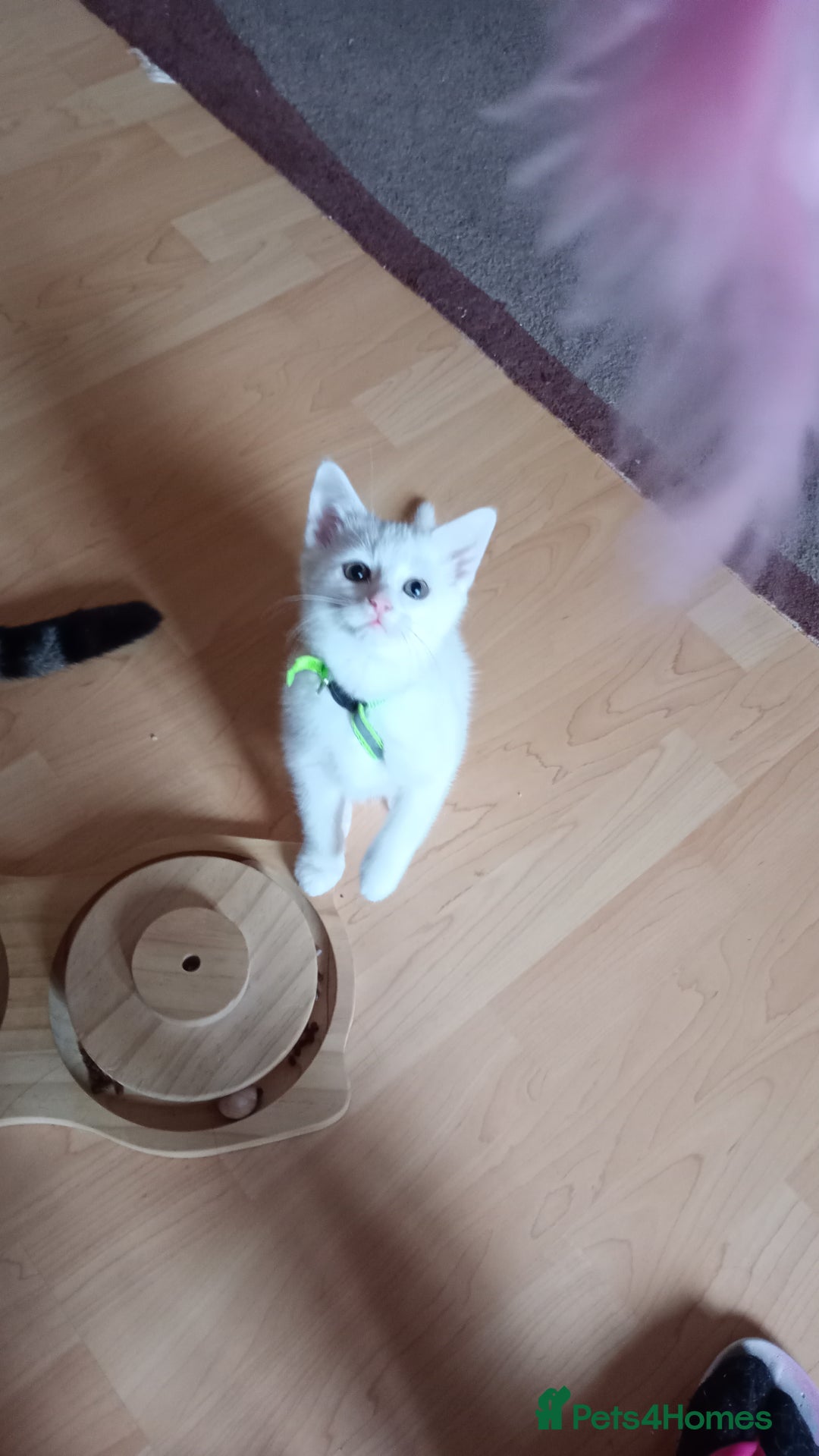 Ragdoll cats for sale: Turkish Angora / Shorthair cross - Image 1