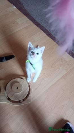 Ragdoll cats - Advert 2